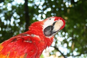 There's a macaw with a quizzical look.